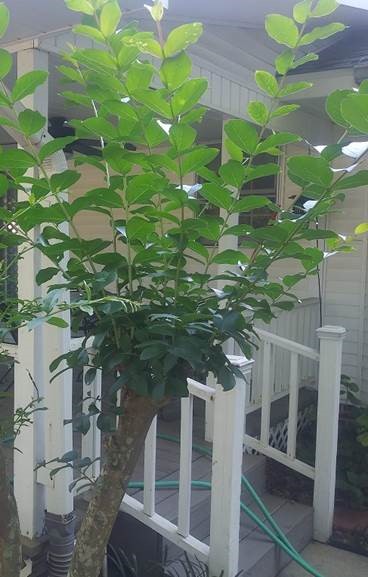 Spider Eggs, Herbicide Damage, Pecan Pest & Crape Murder